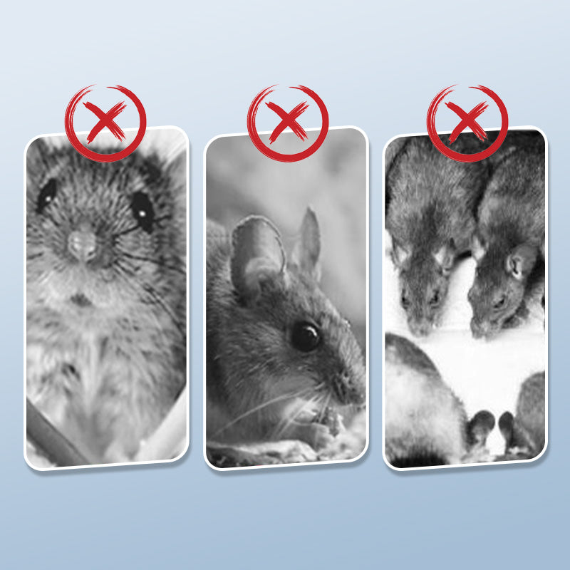 🐀 BUY 1 - GET 1 FREE! ✨ Reusable Rat Trap - Highly Sensitive Trigger, Safe for Children/Pets, Eco-Friendly Design 🏡🔧